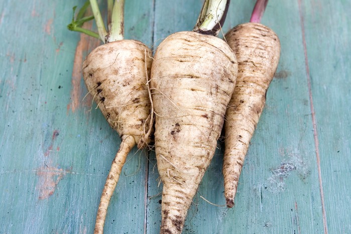 Parsnip 'Gladiator'