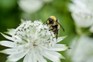 How to grow astrantias