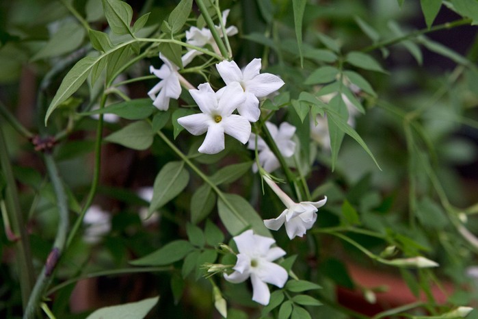 Common jasmine, Jasminum officinale