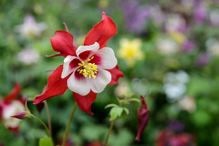 Aquilegia vulgaris