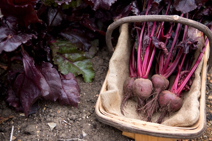 Harvested beetroot