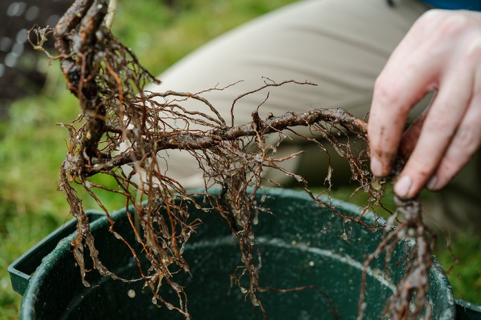 Wetting the roots of a raspberry cane before planting