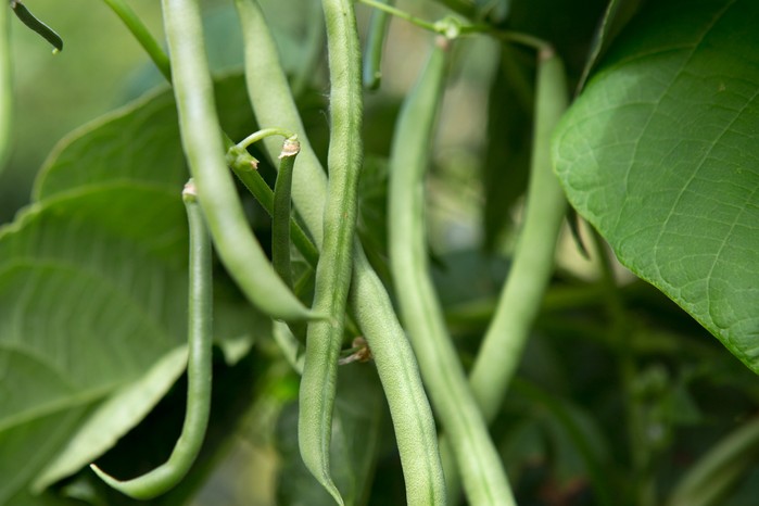 Dwarf French beans