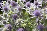 Spiky, blue sea holly flowers