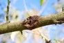 Canker on a tree branch