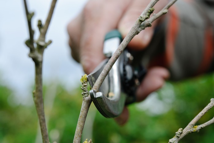 How to prune your plants - pruning at an angle