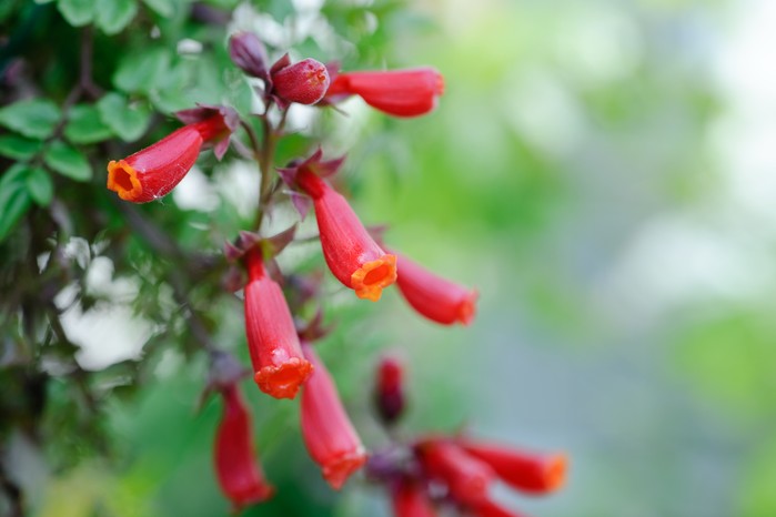 Chilean glory flower, Eccremocarpus scaber