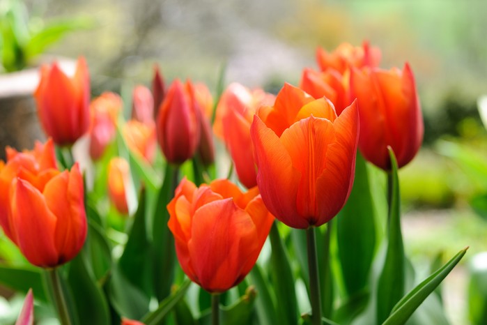 Tulipa 'Brown Sugar'