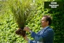 Monty Don transplanting pheasant grass