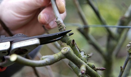 Shortening the stems