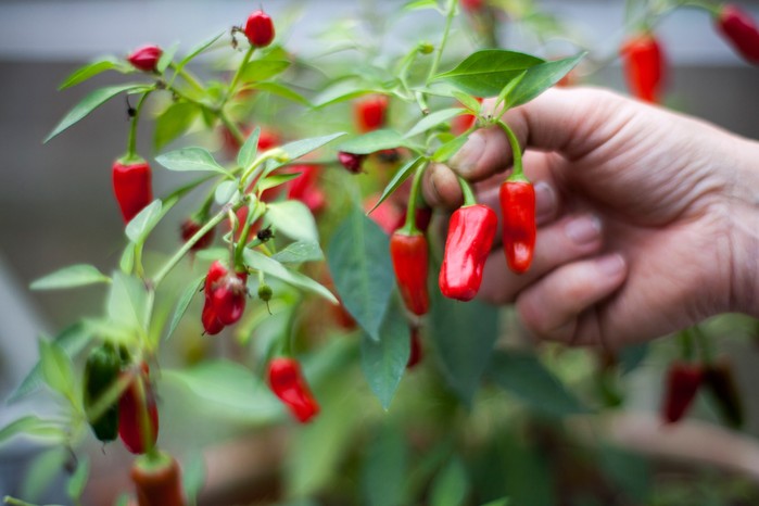 How to grow chillies - harvesting chillies