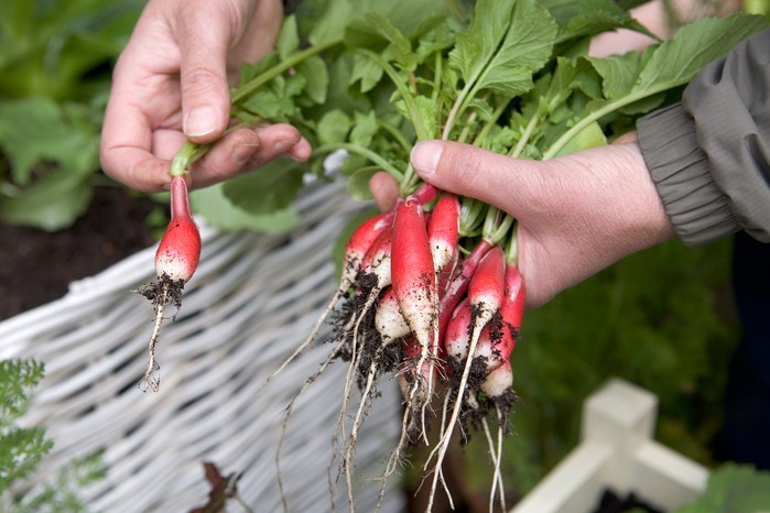 Harvesting radish