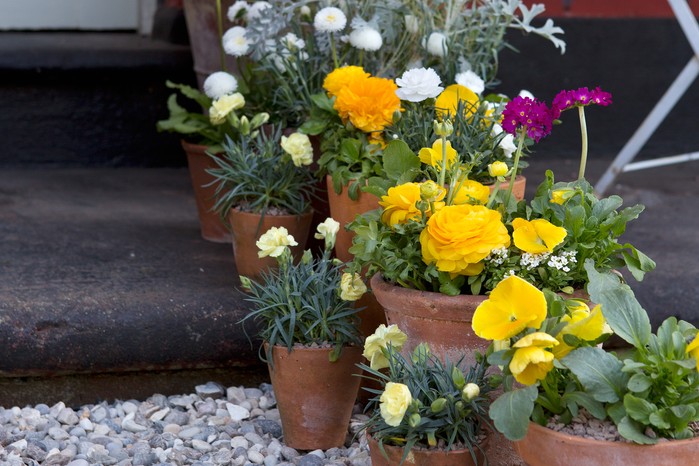 A colourful collection of container grown plants