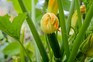 Immature courgette growing from courgette plant