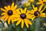 Yellow coneflower 'Marmalade' blooms