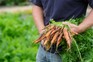 How to grow carrots