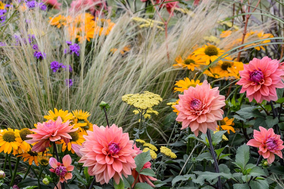 Dahlias and achilleas in a late summer border