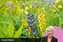 Anchusa azurea with Verbascum 'Cotswold Queen'. Carol Klein's favourite combinations