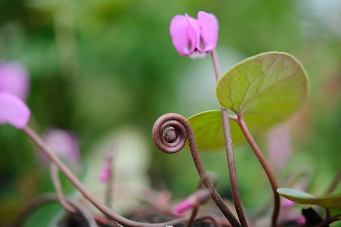 Cyclamen coum