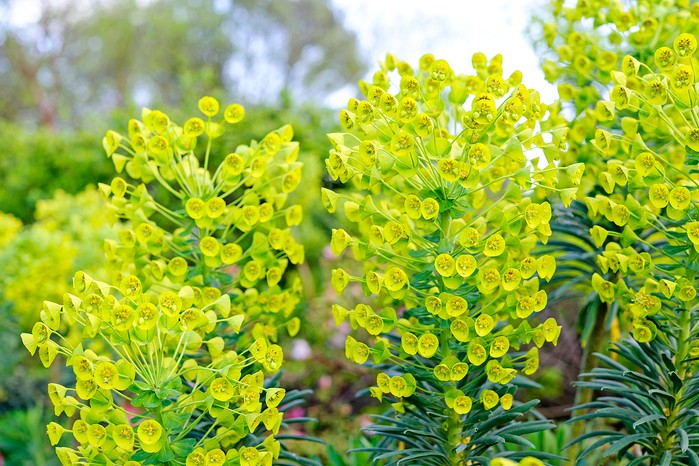 Euphorbia characias subsp. wulfenii