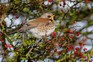 Fieldfare (Turdus pilaris). Getty Images