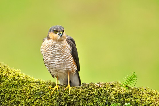 Sparrowhawk sits on log. Getty images