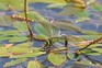 Female emperor dragonfly (Anax imperator). Getty Images.