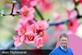 Pink blossom of flowering quince. Getty images