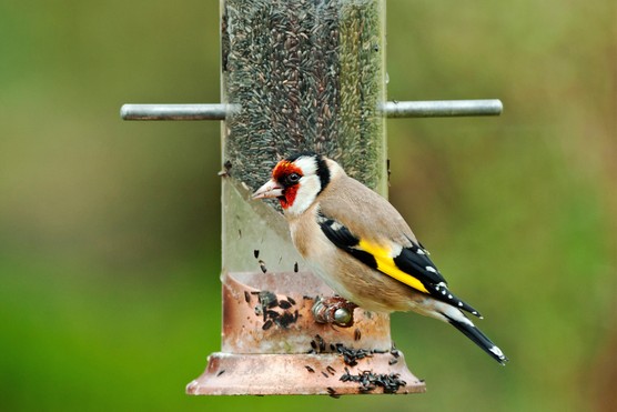 Goldfinch on a bird feeder. Getty Images