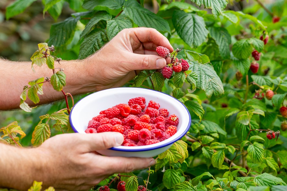 Harvesting fresh raspberries