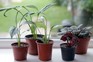 Bargain bin house plants after Sarah has tidied them up