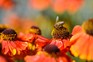 Honey bee on Helenium 'Moerheim Beauty'