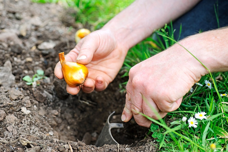 Planting Colchicum bulbs