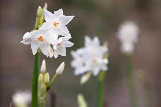 Narcissus 'Paperwhite ziva'