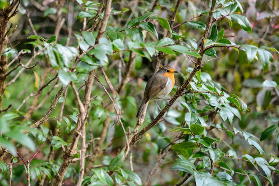 Robin on Mahonia x wagneri