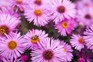 Honeybee on Aster novae-angliae