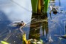 Frogs in wildlife pond in early spring