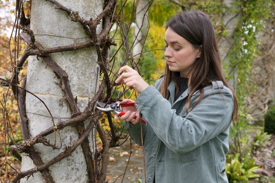 Frances Tophill prunes a grapevine in winter