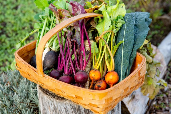 Winter vegetables in a trug