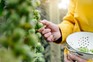 Pick Brussels sprouts throughout winter months