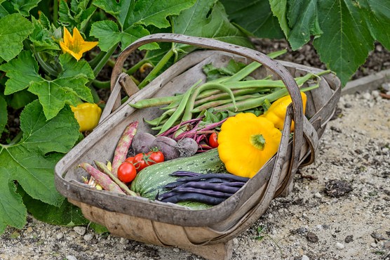 Trug of vegetable harvests