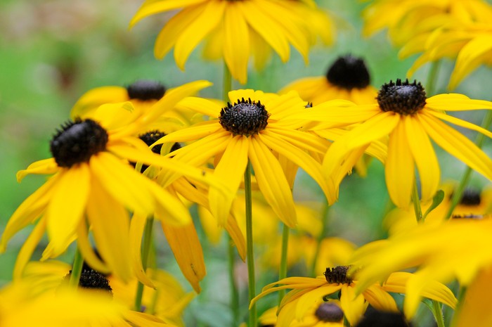 Rudbeckia fulgida var. sullivantii 'Goldsturm'