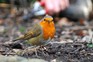 Robin in the garden during winter months. Photo: Tim Sandall