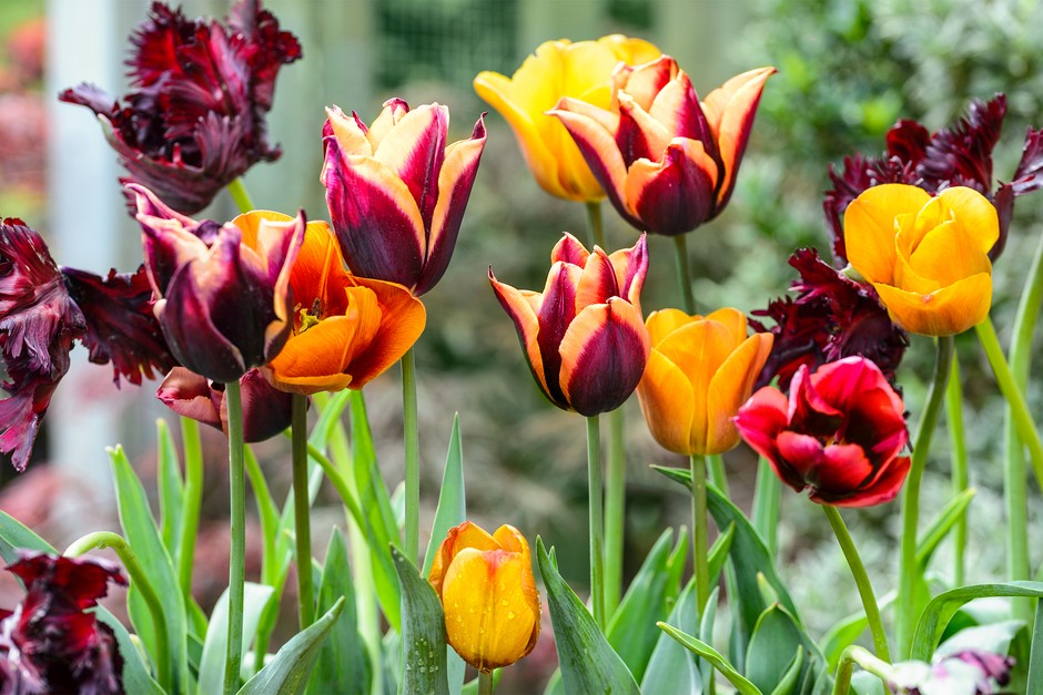 Tulips flowering in a variety of colours