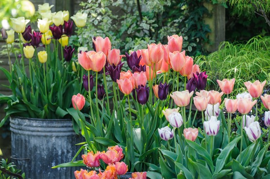 Tulip displays look their best in mid to late spring