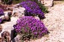 Plants for rock gardens - Aubretia