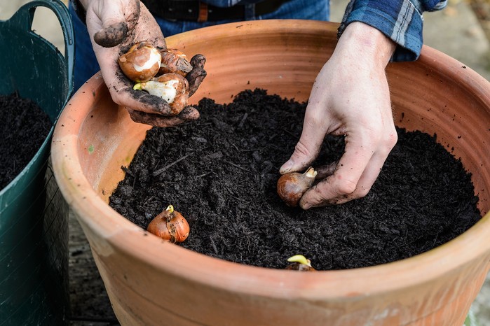 How to grow tulips - planting tulips in a pot