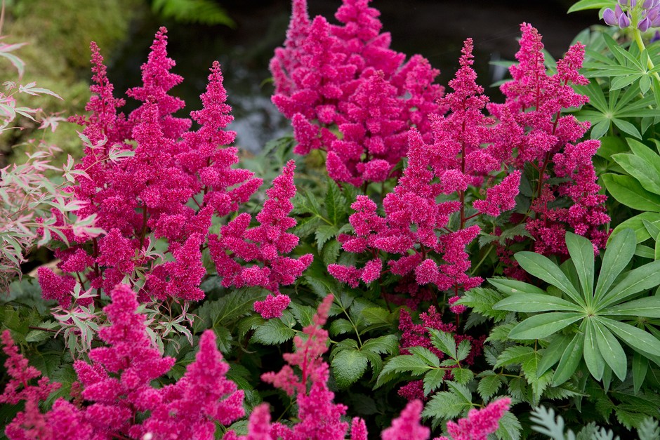 Slug-proof plants - Astilbe