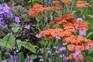 Achillea 'Walther Funcke'