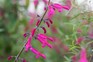 Softwood cuttings - salvia